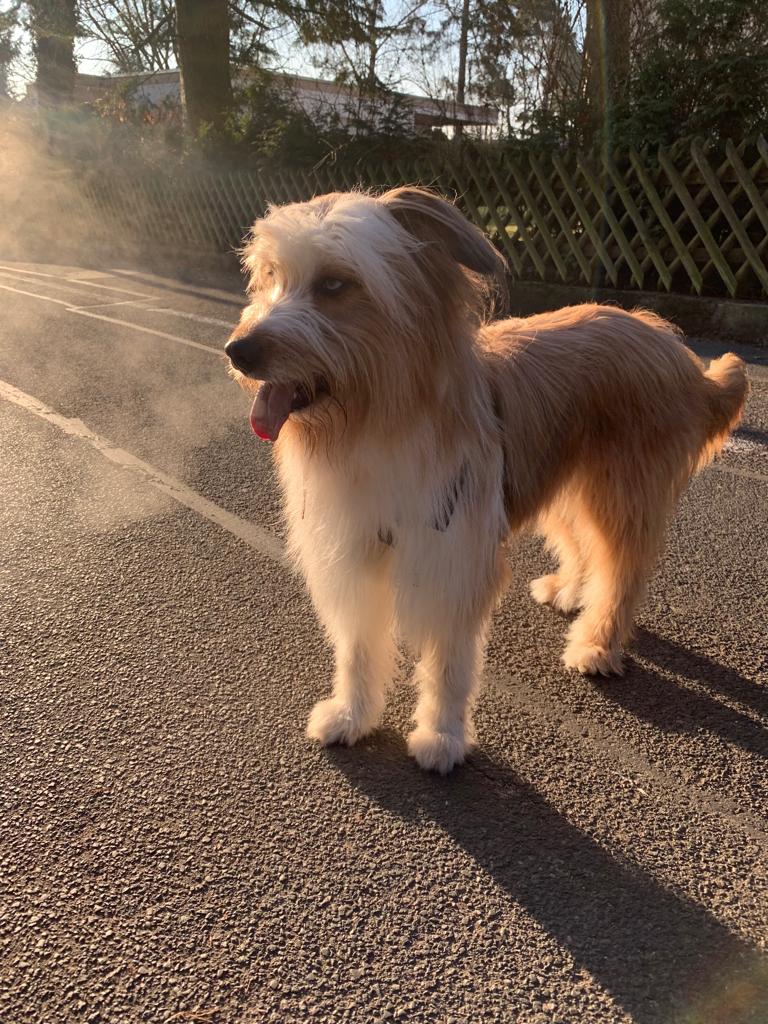 Wäller von der Straubenhalde